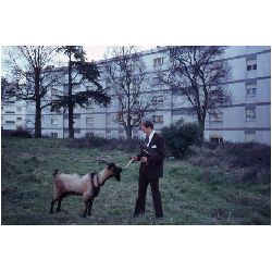 Goat examins B of Mormon.jpg